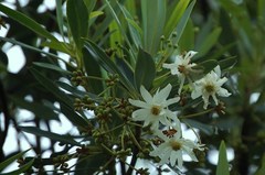 Drimys granadensis
