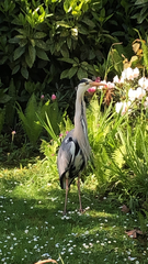 Ardea cinerea