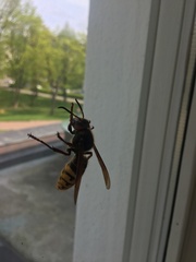 Vespa crabro