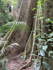 Ficus virens sublanceolata
