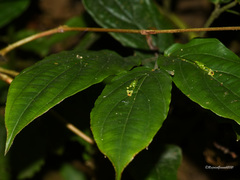 Stichoneuron membranaceum