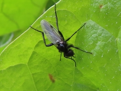 Bibio leucopterus