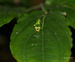 Stichoneuron membranaceum