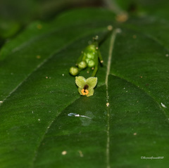 Stichoneuron membranaceum