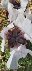 Iris iberica elegantissima