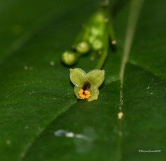 Stichoneuron membranaceum