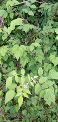 Rubus incanus
