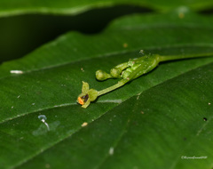 Stichoneuron membranaceum