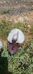 Iris iberica elegantissima