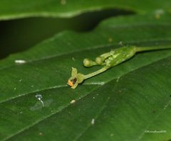 Stichoneuron membranaceum