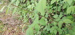 Rubus incanus