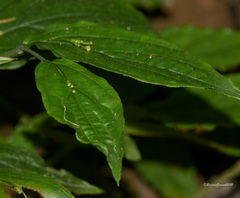 Stichoneuron membranaceum
