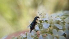Haplomalachius flabellatus