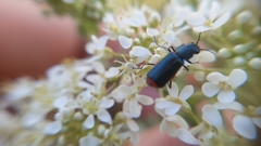 Haplomalachius flabellatus