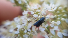 Haplomalachius flabellatus