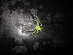 Gnathopalystes aureolus