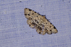 Sandava scitisignata