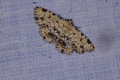 Sandava scitisignata