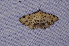 Sandava scitisignata
