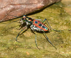 Cosmodela barmanica