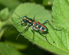 Cosmodela virgula