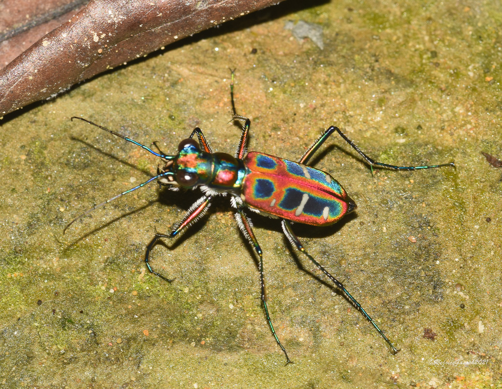 Cosmodela barmanica