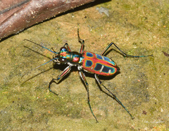 Cosmodela barmanica
