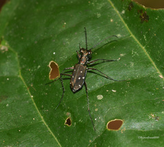 Cylindera spinolai