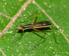 Nerioidea