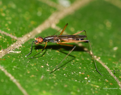 Nerioidea