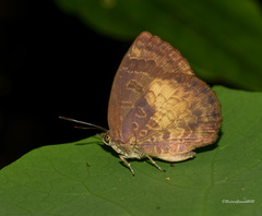 Arhopala perimuta