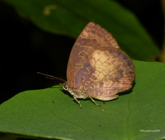 Arhopala perimuta