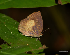 Arhopala perimuta