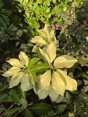 Heptapleurum arboricola