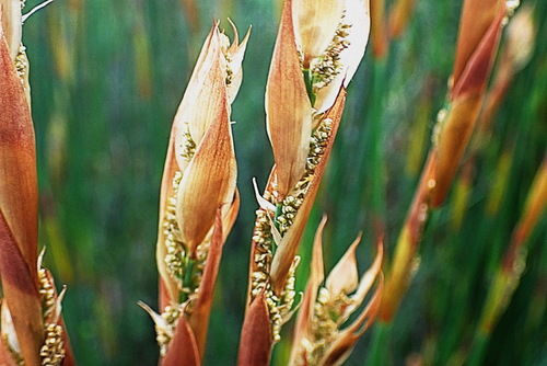 Image of Elegia equisetacea by no rights reserved