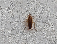 Blattella germanica