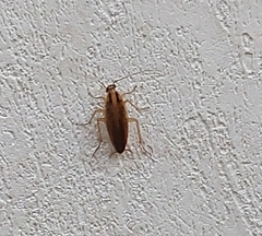 Blattella germanica