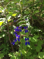 Delphinium sutherlandii