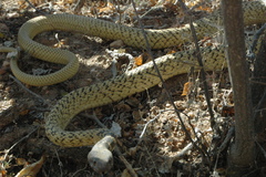 Masticophis fuliginosus
