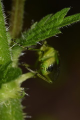 Rhogogaster chlorosoma