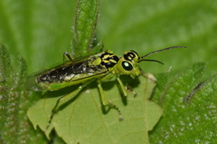 Rhogogaster chlorosoma