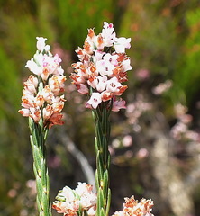 Erica articularis