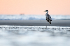 Ardea cinerea