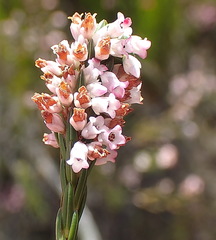 Erica articularis
