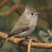 Oak Titmouse - Photo (c) Doug Greenberg, some rights reserved (CC BY-NC)