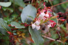 Gaultheria erecta