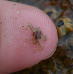 Amphipholis squamata