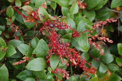 Gaultheria erecta