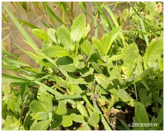 Sphaeranthus indicus