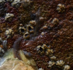 Leptoplana tremellaris